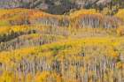 USA, Colorado, Gunnison National Forest. Aspen forest in autumn. Art Print